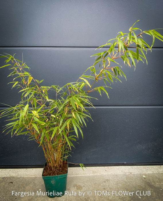 Fargesia Murieliae Rufa, not invasive bamboo, organically grown tropical plants for sale at TOMs FLOWer CLUB