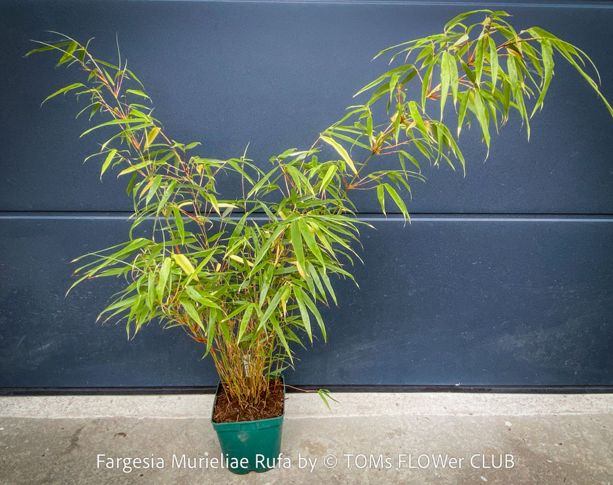 Fargesia Murieliae Rufa, not invasive bamboo, organically grown tropical plants for sale at TOMs FLOWer CLUB