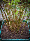 Fargesia Murieliae Rufa, not invasive bamboo, organically grown tropical plants for sale at TOMs FLOWer CLUB