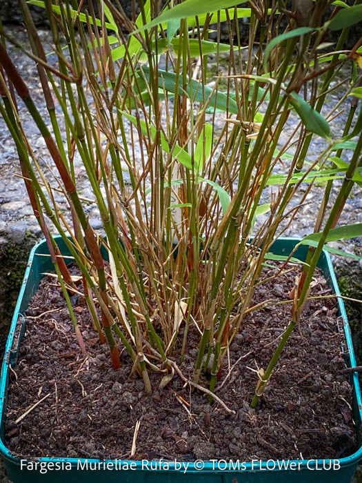 Fargesia Murieliae Rufa, not invasive bamboo, organically grown tropical plants for sale at TOMs FLOWer CLUB