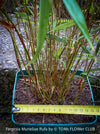 Fargesia Murieliae Rufa, not invasive bamboo, organically grown tropical plants for sale at TOMs FLOWer CLUB