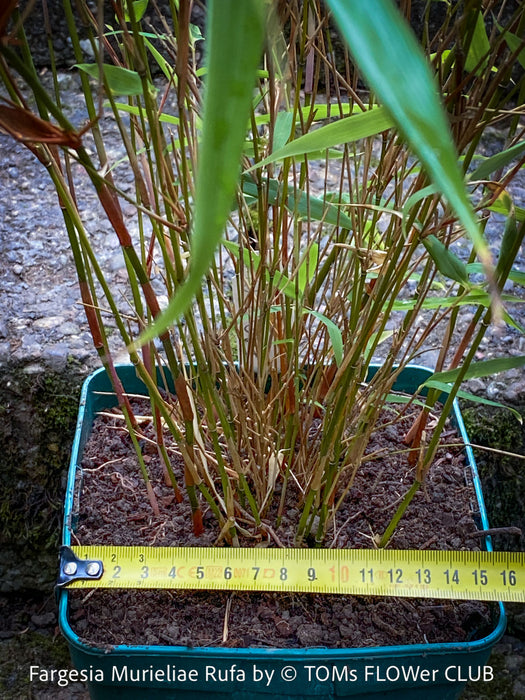 Fargesia Murieliae Rufa, not invasive bamboo, organically grown tropical plants for sale at TOMs FLOWer CLUB
