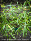 Fargesia Murieliae Rufa, not invasive bamboo, organically grown tropical plants for sale at TOMs FLOWer CLUB