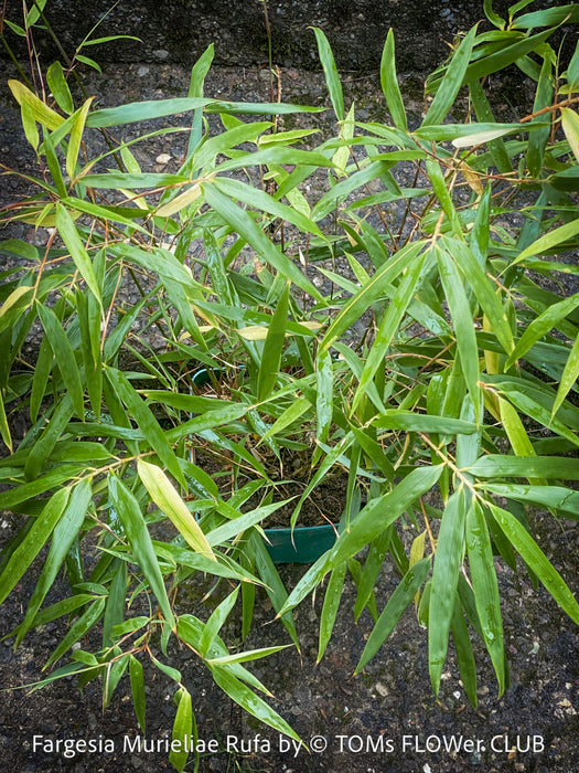 Fargesia Murieliae Rufa, not invasive bamboo, organically grown tropical plants for sale at TOMs FLOWer CLUB