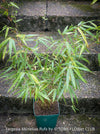 Fargesia Murieliae Rufa, not invasive bamboo, organically grown tropical plants for sale at TOMs FLOWer CLUB