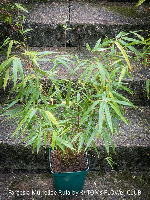 Fargesia Murieliae Rufa, not invasive bamboo, organically grown tropical plants for sale at TOMs FLOWer CLUB
