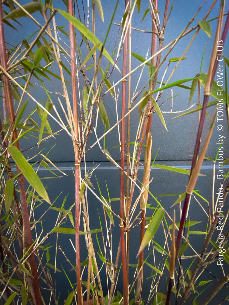 Fargesia Jiuzhaigou - Fargesia Red Panda | organically grown plants | TOMs  FLOWer CLUB tomsflowerclub.ch