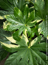 Fatsia Japonica Albo Variegata, Zimmeraralie, organically grown plants for sale at TOMs FLOWer CLUB.