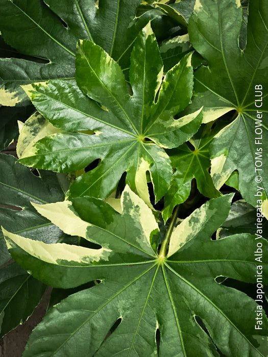 Fatsia Japonica Albo Variegata, Zimmeraralie, organically grown plants for sale at TOMs FLOWer CLUB.