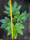 Fatsia Japonica Albo Variegata, Zimmeraralie, organically grown plants for sale at TOMs FLOWer CLUB.