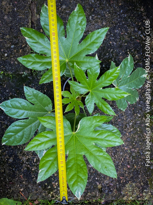 Fatsia Japonica Albo Variegata, Zimmeraralie, organically grown plants for sale at TOMs FLOWer CLUB.