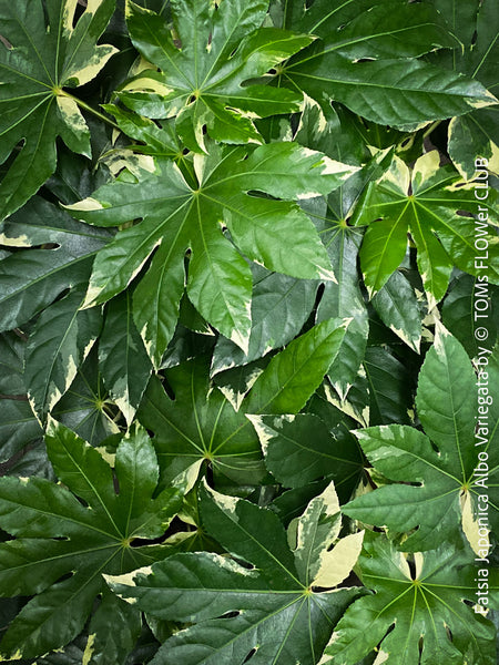 Fatsia Japonica Albo Variegata, Zimmeraralie, organically grown plants for sale at TOMs FLOWer CLUB.