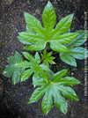 Fatsia Japonica Albo Variegata, Zimmeraralie, organically grown plants for sale at TOMs FLOWer CLUB.