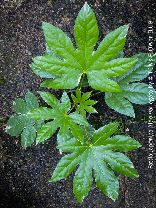 Fatsia Japonica Albo Variegata, Zimmeraralie, organically grown plants for sale at TOMs FLOWer CLUB.