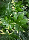 Fatsia Japonica Albo Variegata, Zimmeraralie, organically grown plants for sale at TOMs FLOWer CLUB.