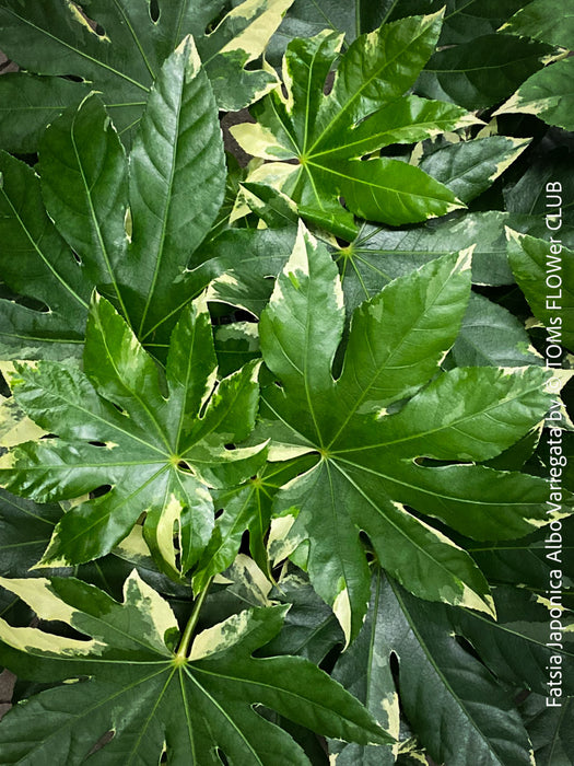 Fatsia Japonica Albo Variegata, Zimmeraralie, organically grown plants for sale at TOMs FLOWer CLUB.