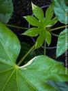 Fatsia Japonica Albo Variegata, Zimmeraralie, organically grown plants for sale at TOMs FLOWer CLUB.