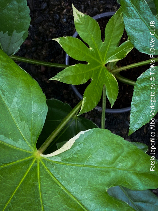 Fatsia Japonica Albo Variegata, Zimmeraralie, organically grown plants for sale at TOMs FLOWer CLUB.