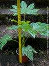 Fatsia Japonica Albo Variegata, Zimmeraralie, organically grown plants for sale at TOMs FLOWer CLUB.