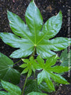 Fatsia Japonica Albo Variegata, Zimmeraralie, organically grown plants for sale at TOMs FLOWer CLUB.