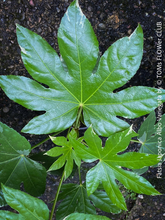 Fatsia Japonica Albo Variegata, Zimmeraralie, organically grown plants for sale at TOMs FLOWer CLUB.