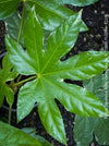 Fatsia Japonica Albo Variegata, Zimmeraralie, organically grown plants for sale at TOMs FLOWer CLUB.