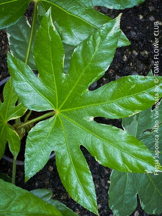 Fatsia Japonica Albo Variegata, Zimmeraralie, organically grown plants for sale at TOMs FLOWer CLUB.