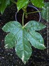 Fatsia Japonica Albo Variegata, Zimmeraralie, organically grown plants for sale at TOMs FLOWer CLUB.