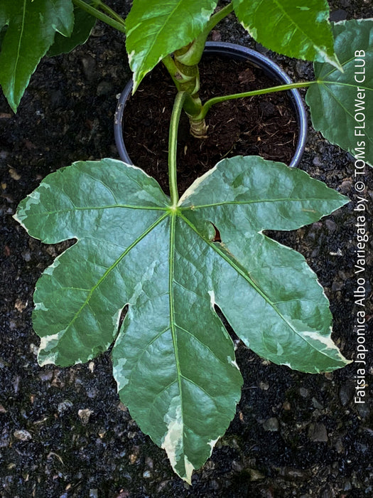 Fatsia Japonica Albo Variegata, Zimmeraralie, organically grown plants for sale at TOMs FLOWer CLUB.