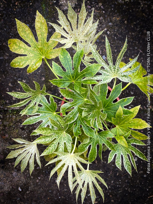 spider web plant Fatsia Japonica Spider's Web / Fatsia Tsumugi-shibori | organically grown tropical plants