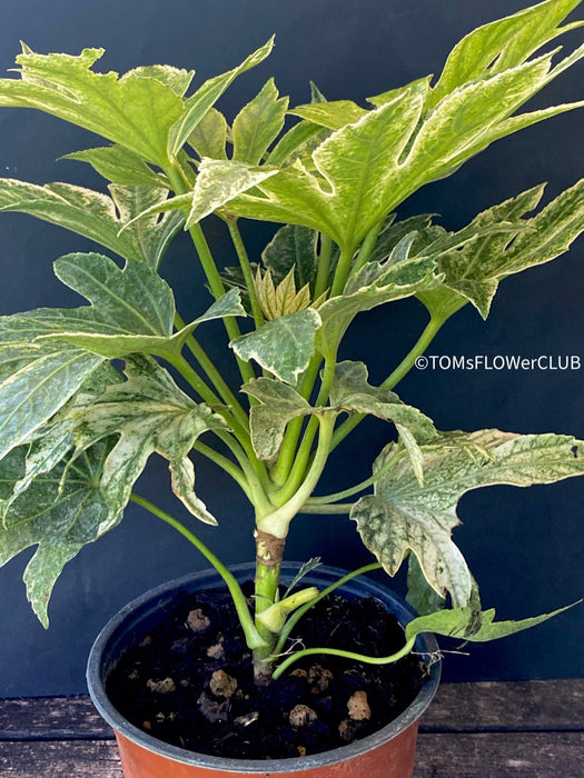 Fatsia japonica Spider's Web / Fatsia Tsumugi-shibori, organically grown plants for sale at TOMsFLOWer CLUB.