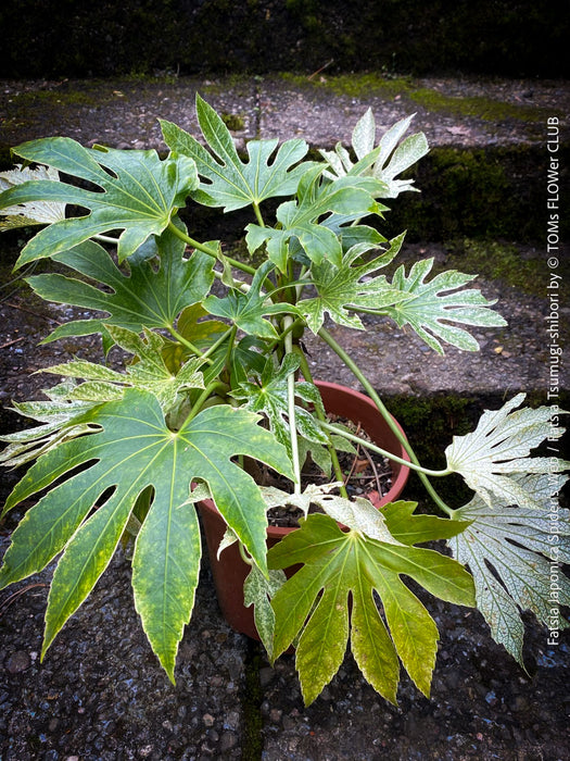 spider web plant flower Fatsia Japonica Spider's Web / Fatsia Tsumugi-shibori | organically grown tropical plants