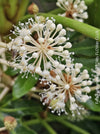 Flowers of Fatsia japonica, organically grown plants for sale at TOMs FLOWer CLUB 