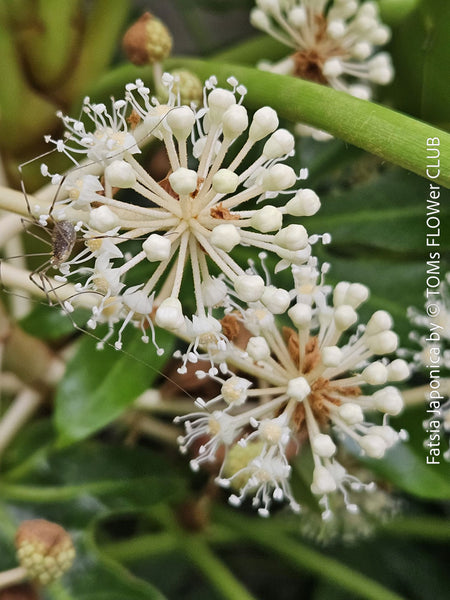 Flowers of Fatsia japonica, organically grown plants for sale at TOMs FLOWer CLUB 