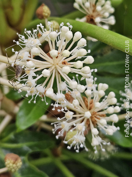 Flowers of Fatsia japonica, organically grown plants for sale at TOMs FLOWer CLUB 