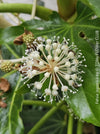 Flowers of Fatsia japonica, organically grown plants for sale at TOMs FLOWer CLUB 