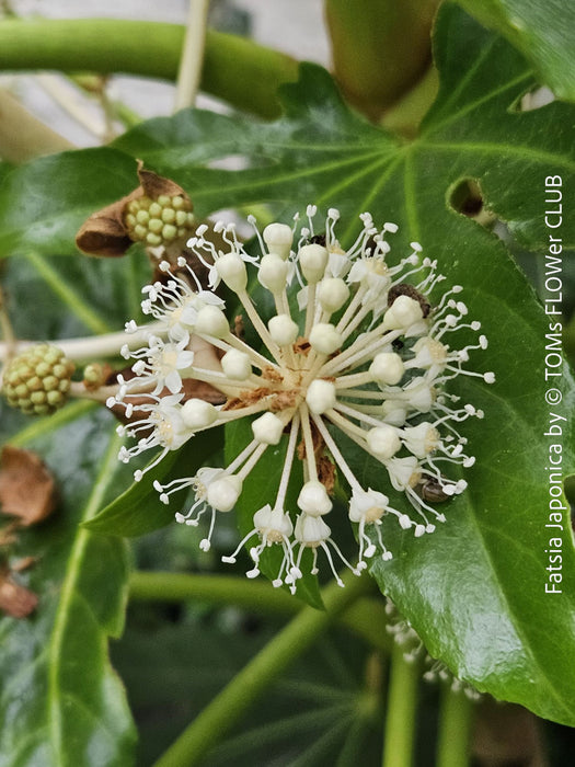 Flowers of Fatsia japonica, organically grown plants for sale at TOMs FLOWer CLUB 