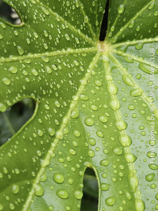 Leaf detail of Fatsia japonica, organically grown plants for sale at TOMs FLOWer CLUB 