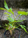 Fatsia Polycarpa, Taiwanese Fatsia, organically grown plants for sale at TOMs FLOWer CLUB.