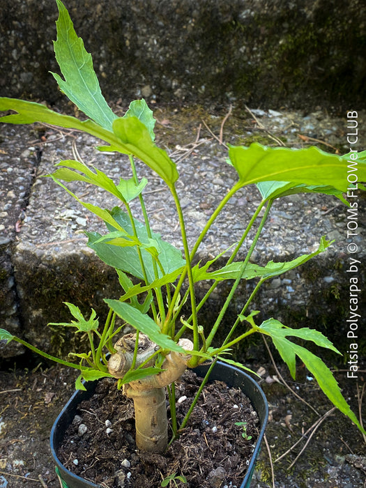 Fatsia Polycarpa, Taiwanese Fatsia, organically grown plants for sale at TOMs FLOWer CLUB.