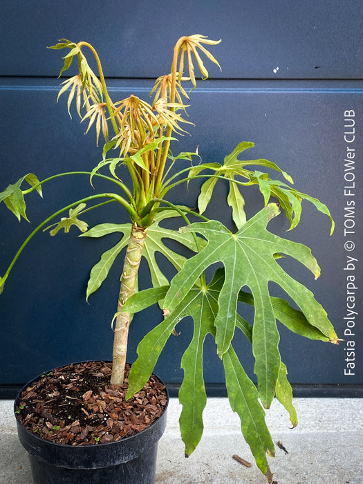 Fatsia Polycarpa, Taiwanese Fatsia, organically grown plants for sale at TOMs FLOWer CLUB.