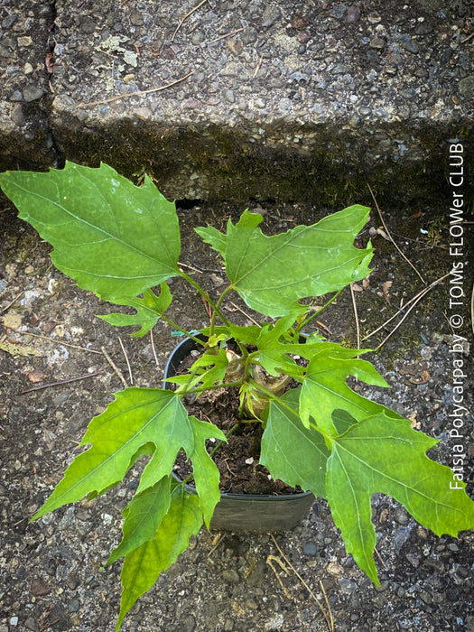 Fatsia Polycarpa, Taiwanese Fatsia, organically grown plants for sale at TOMs FLOWer CLUB.