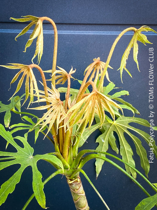 Fatsia Polycarpa, Taiwanese Fatsia, organically grown plants for sale at TOMs FLOWer CLUB.