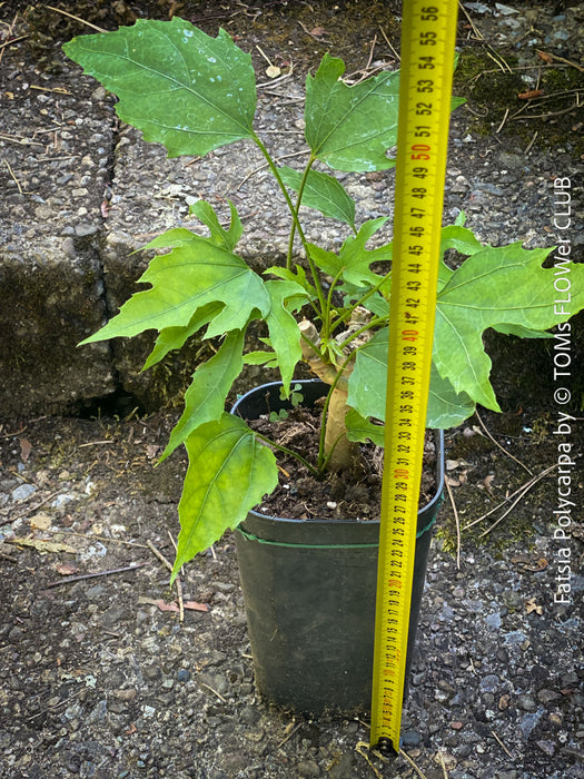 Fatsia Polycarpa, Taiwanese Fatsia, organically grown plants for sale at TOMs FLOWer CLUB.