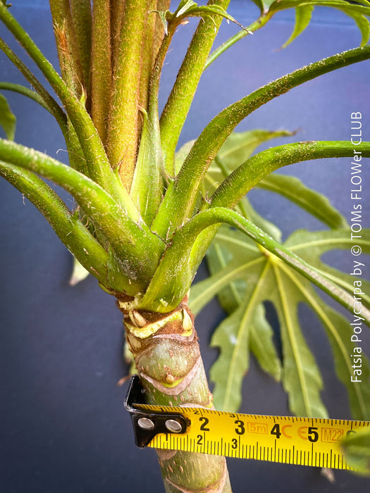 Fatsia Polycarpa, Taiwanese Fatsia, organically grown plants for sale at TOMs FLOWer CLUB.