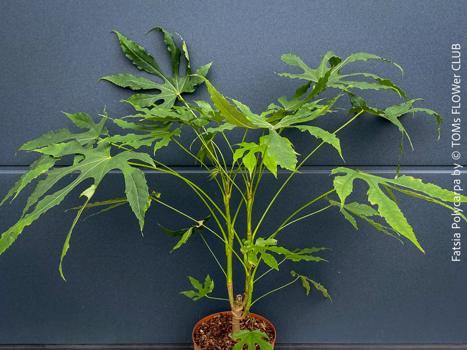 Fatsia Polycarpa, Taiwanese Fatsia, organically grown plants for sale at TOMs FLOWer CLUB.