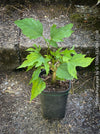 Fatsia Polycarpa, Taiwanese Fatsia, organically grown plants for sale at TOMs FLOWer CLUB.