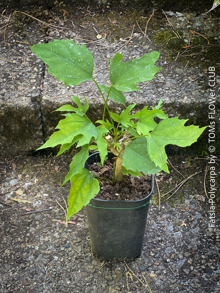 Fatsia Polycarpa, Taiwanese Fatsia, organically grown plants for sale at TOMs FLOWer CLUB.