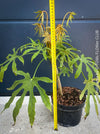 Fatsia Polycarpa, Taiwanese Fatsia, organically grown plants for sale at TOMs FLOWer CLUB.