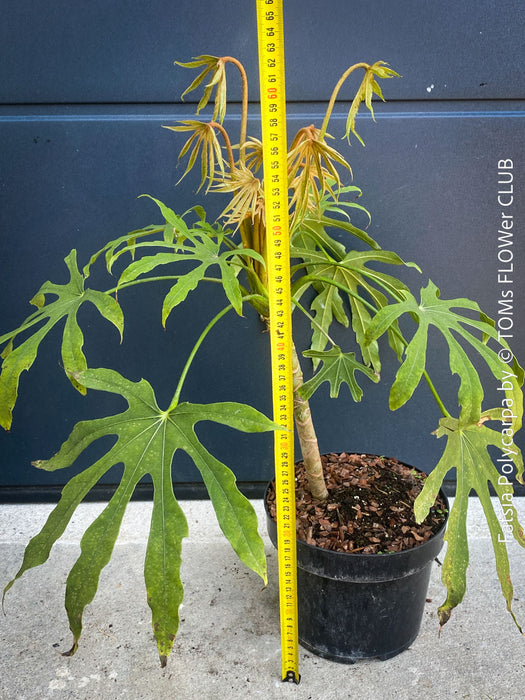 Fatsia Polycarpa, Taiwanese Fatsia, organically grown plants for sale at TOMs FLOWer CLUB.